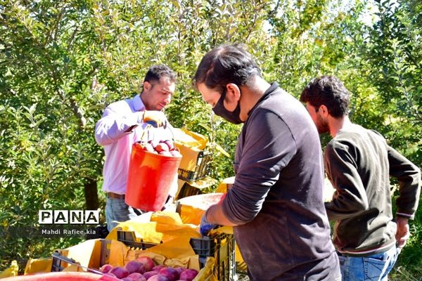 برداشت سیب در مراغه