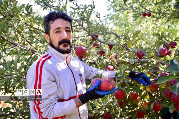 برداشت سیب در مراغه