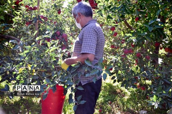 برداشت سیب در مراغه