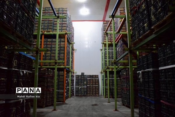 برداشت سیب در مراغه