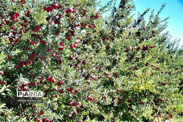 برداشت سیب در مراغه