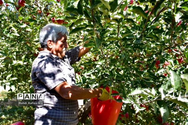 برداشت سیب در مراغه