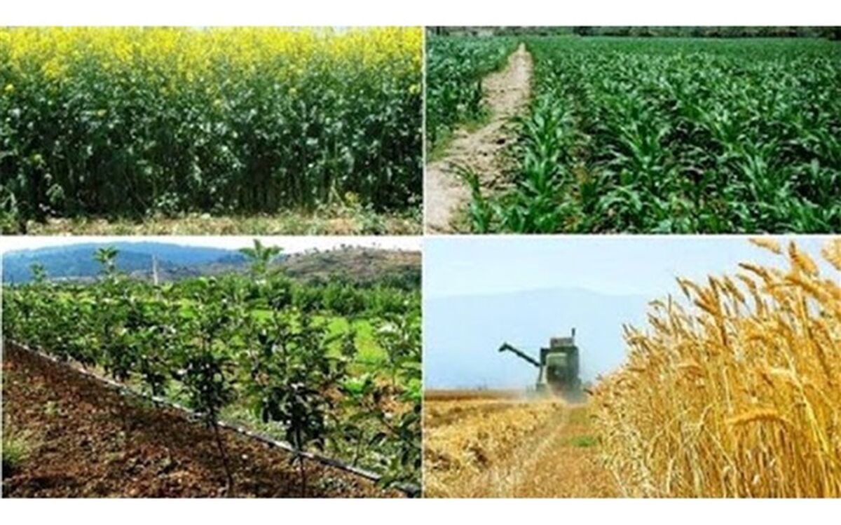 هجوم کشورها به بازار جهانی برای احتکار مواد غذایی