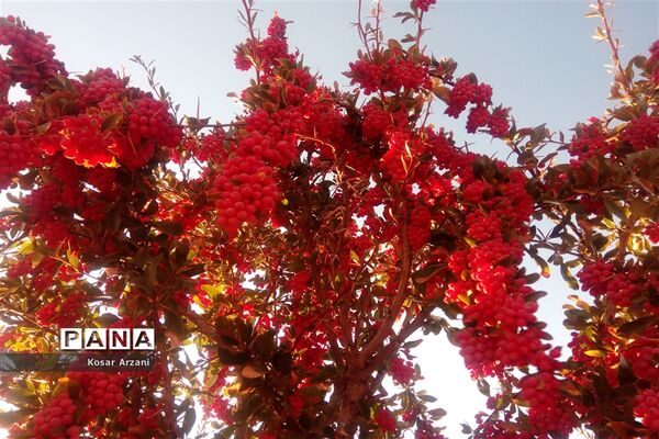 زرشک تازه رسید