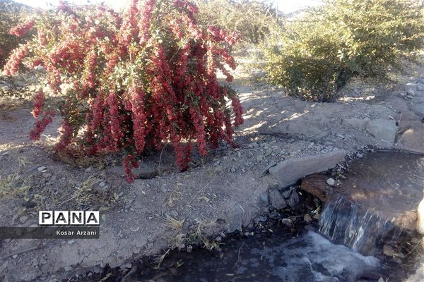 زرشک تازه رسید