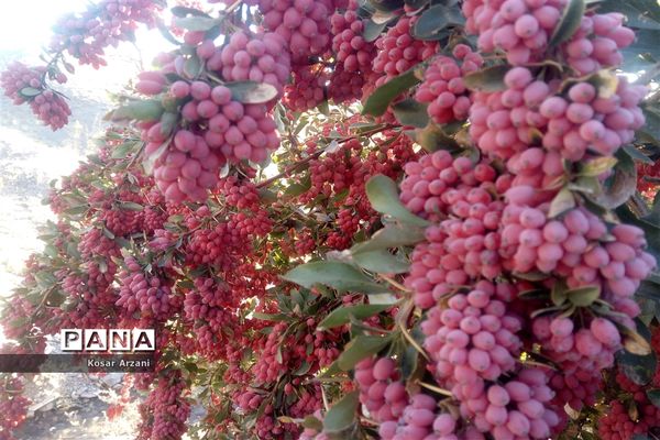 زرشک تازه رسید