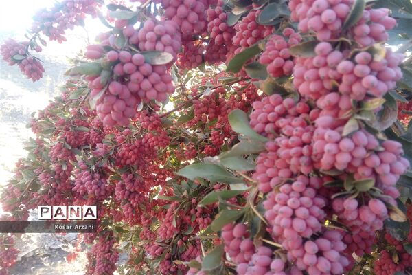 زرشک تازه رسید