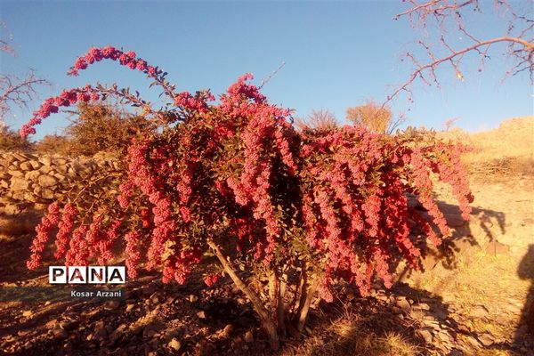 زرشک تازه رسید