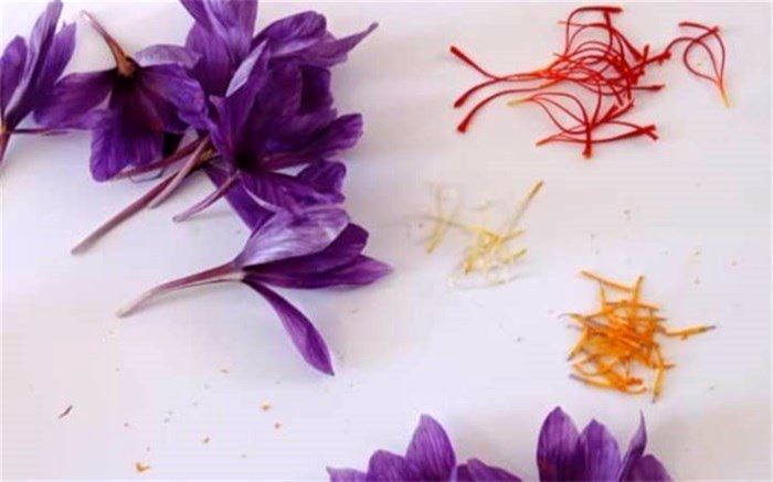 کشت زعفران در مدارس شهرستان جم