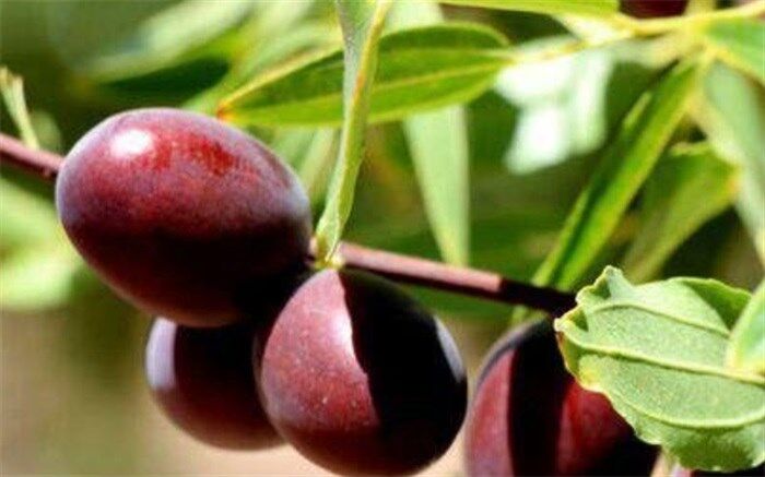 میوه‌ای موثر در درمان سرفه‌های کرونایی