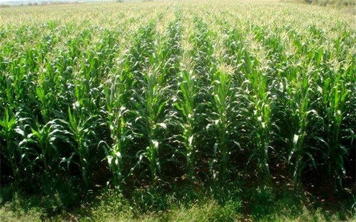 مانور بزرگ مشترک گشت حفظ کاربری اراضی کشاورزی در شیراز آغاز شد