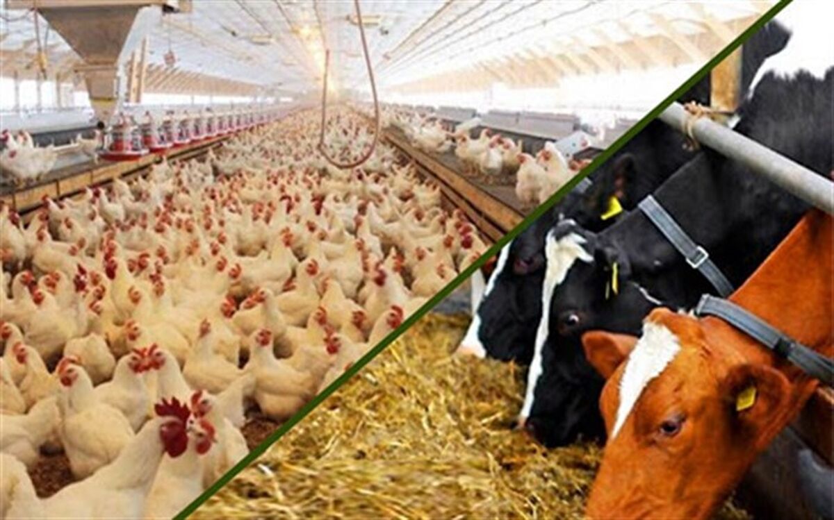 در تخصیص ارز مورد نیاز نهاده‌های دامی مشکل وجود دارد
