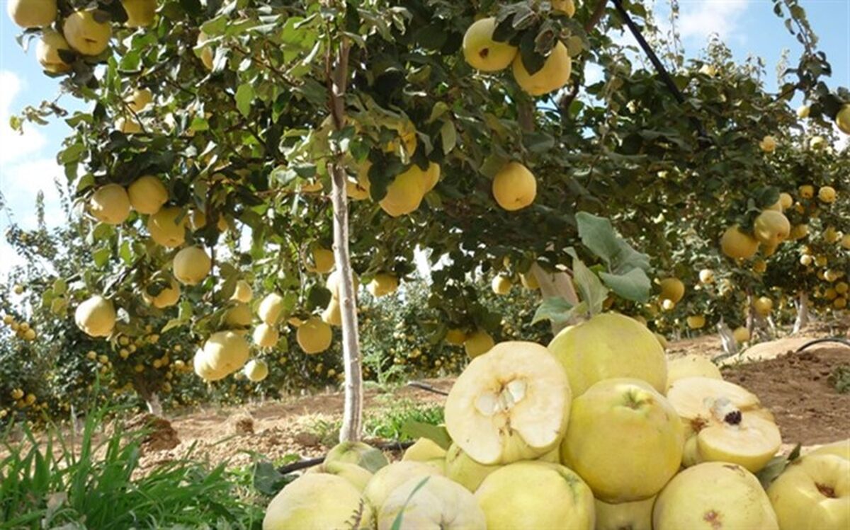 جذب ۱۵۲۱ میلیارد تومان تسهیلات مکانیزاسیون کشاورزی