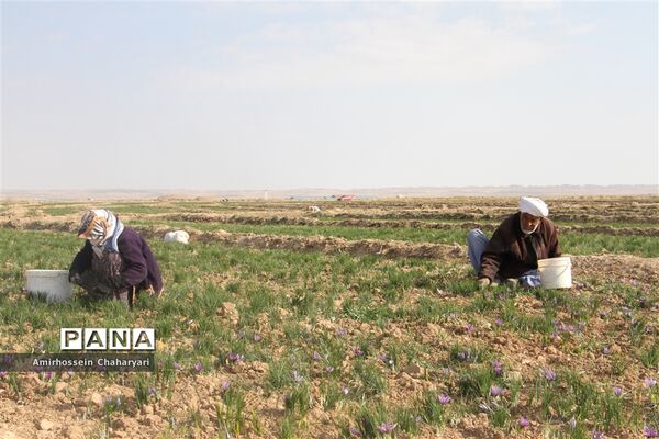 برداشت طلای سرخ در تایباد