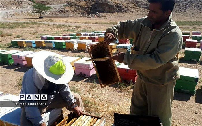 آغاز برداشت عسل کٌنار از زنبورستانهای شهرستان  لالی