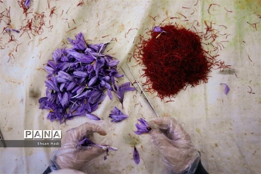 قرارگاه جهادگران اقتصادی زعفران