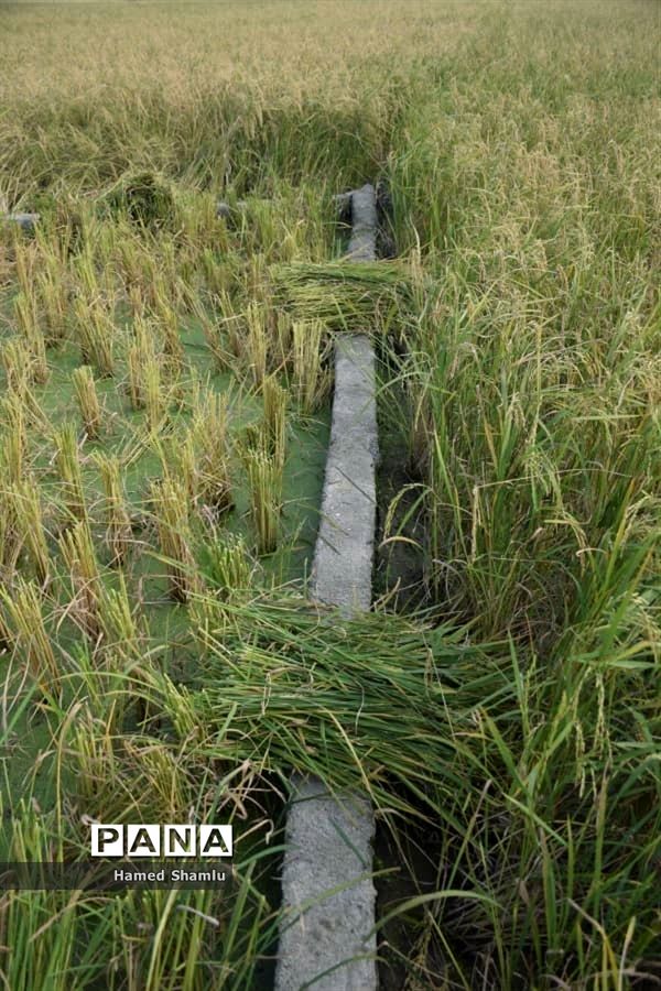 برداشت کشت دوم در شالیزارهای بابلسر