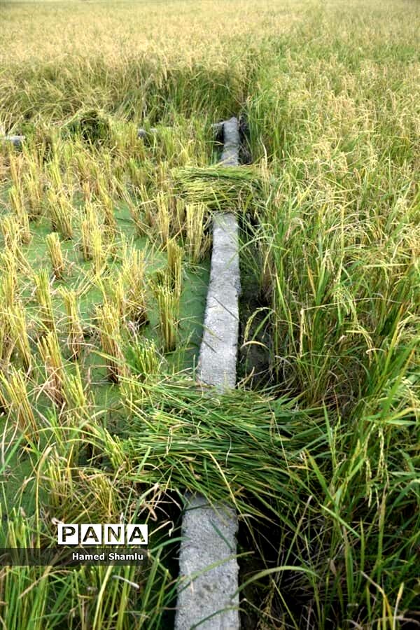 برداشت کشت دوم در شالیزارهای بابلسر