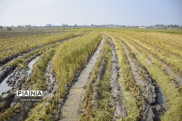 برداشت کشت دوم در شالیزارهای بابلسر