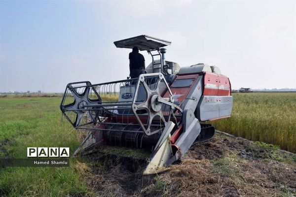 برداشت کشت دوم در شالیزارهای بابلسر