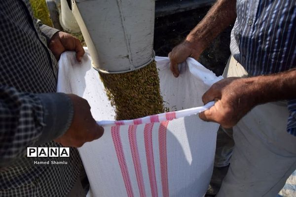 برداشت کشت دوم در شالیزارهای بابلسر