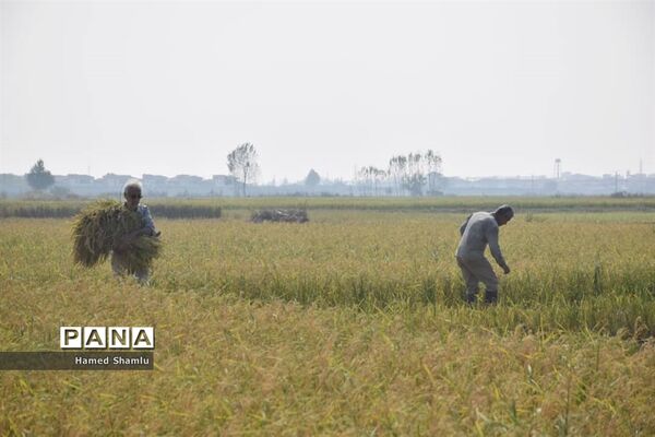 برداشت کشت دوم در شالیزارهای بابلسر