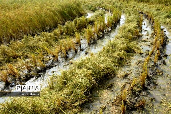 برداشت کشت دوم در شالیزارهای بابلسر