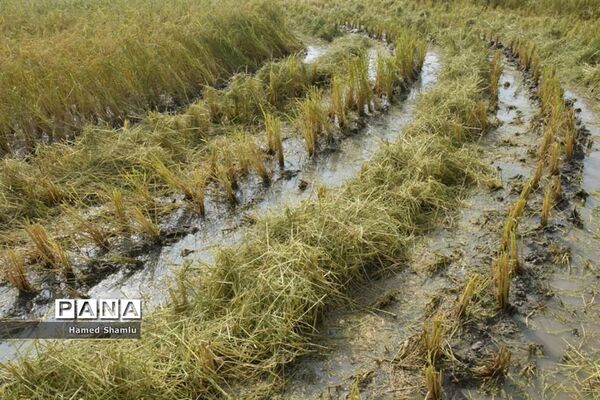 برداشت کشت دوم در شالیزارهای بابلسر