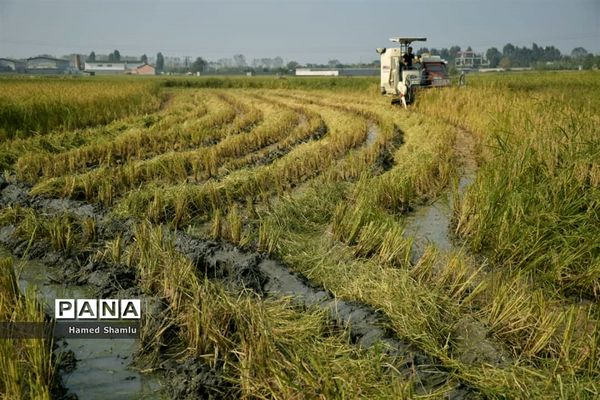 برداشت کشت دوم در شالیزارهای بابلسر