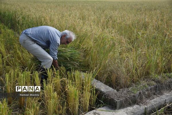 برداشت کشت دوم در شالیزارهای بابلسر