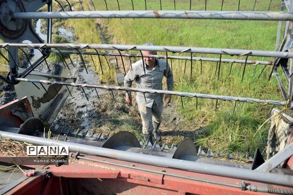 برداشت کشت دوم در شالیزارهای بابلسر