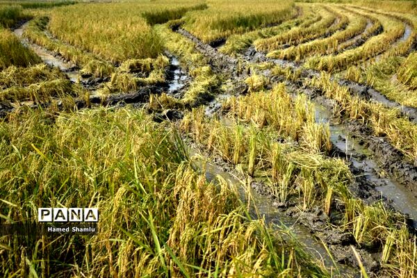 برداشت کشت دوم در شالیزارهای بابلسر