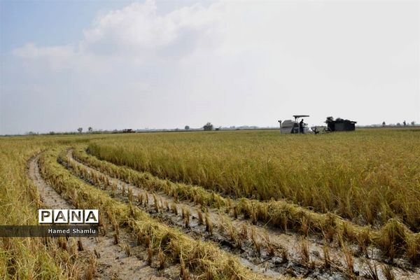 برداشت کشت دوم در شالیزارهای بابلسر