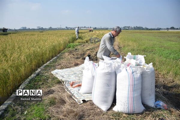 برداشت کشت دوم در شالیزارهای بابلسر