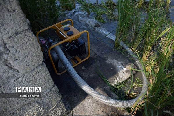 برداشت کشت دوم در شالیزارهای بابلسر