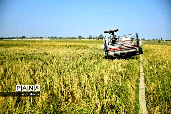 برداشت کشت دوم در شالیزارهای بابلسر