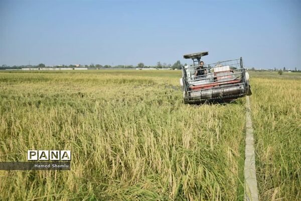 برداشت کشت دوم در شالیزارهای بابلسر