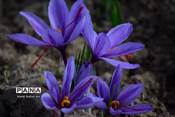 برداشت زعفران از شهرستان مرند شهر جدید بناب