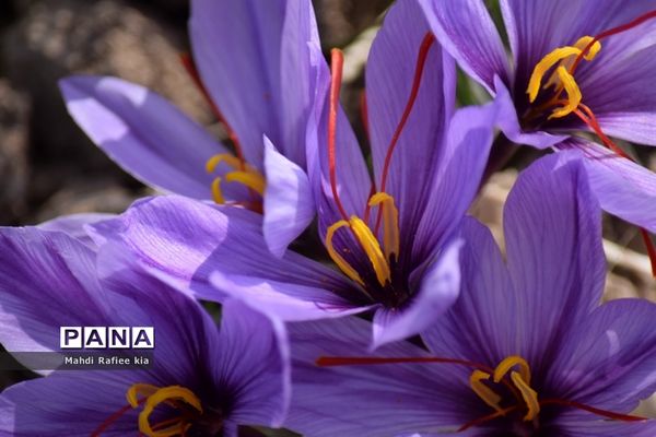 برداشت زعفران از شهرستان مرند شهر جدید بناب