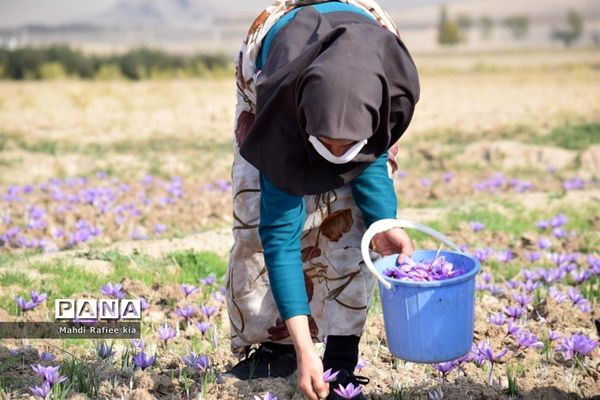برداشت زعفران از شهرستان مرند شهر جدید بناب