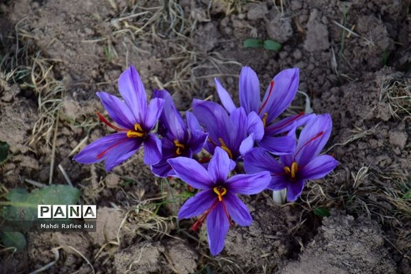 برداشت زعفران از شهرستان مرند شهر جدید بناب