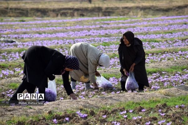 برداشت زعفران از شهرستان مرند شهر جدید بناب