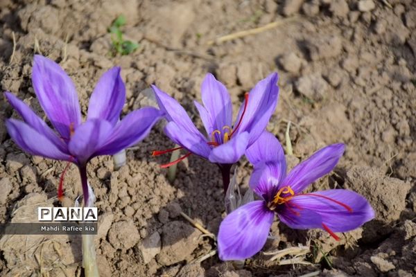 برداشت زعفران از شهرستان مرند شهر جدید بناب