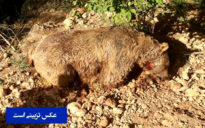 سومین خرس قهوه‌ای مازندران قربانی شکارچیان غیرمجاز شد