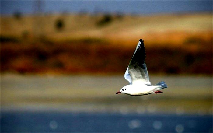 پرندگان مهاجر به تالاب هامون رسیدند
