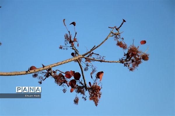 جلوه گری پاییز در مشهد