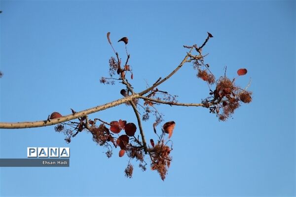 جلوه گری پاییز در مشهد