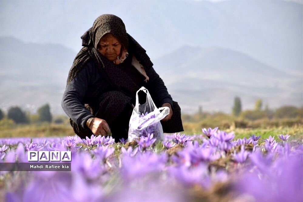 بیمه کشاورزی برای طرح های اولویت دار مشوق در نظر بگیرد