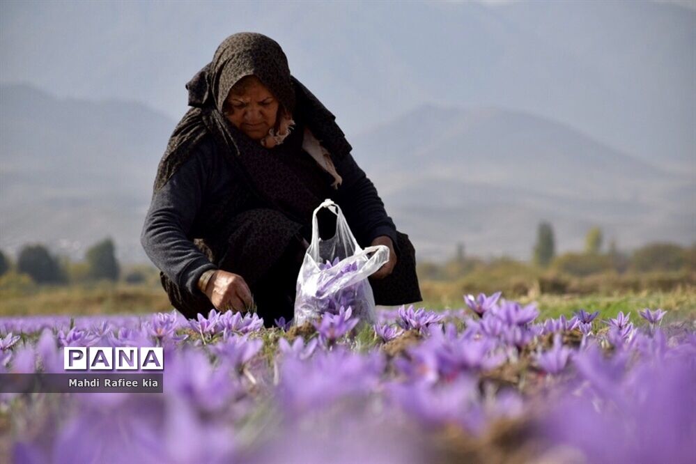 بیمه کشاورزی برای طرح های اولویت دار مشوق در نظر بگیرد
