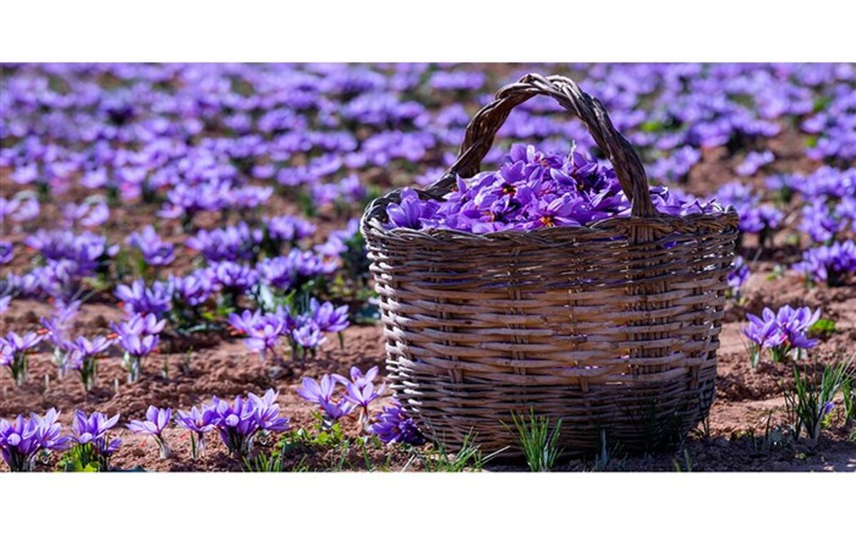 افزایش ۳۰ درصدی برداشت زعفران در آذربایجان‌شرقی